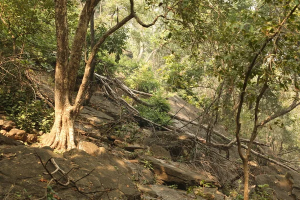 Trees in the Indian Forest