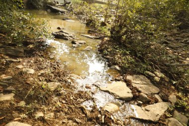 Ormandaki yosunlu kayaların arasından akan su
