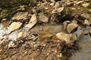 Ormandaki yosunlu kayaların arasından akan su
