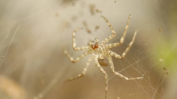 Macro Tiro Uma Aranha — Fotografia de Stock