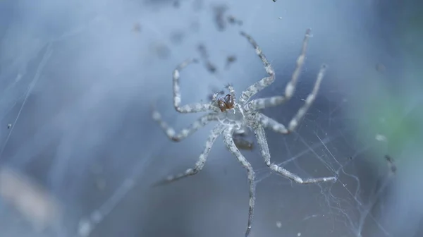 Makro Záběr Pavouka — Stock fotografie