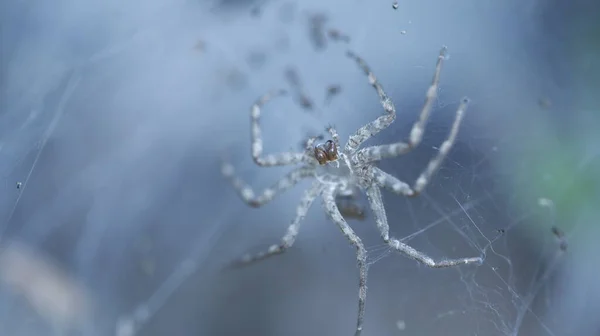 Makro Záběr Pavouka — Stock fotografie