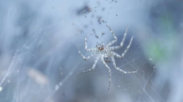 Macro Disparo Una Araña —  Fotos de Stock