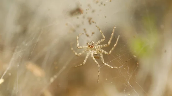 Macro Tiro Uma Aranha — Fotografia de Stock