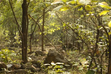 Kırsal bölgedeki Rock Hill