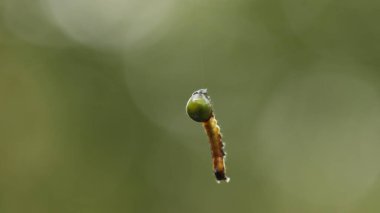 Insect hang in the Spider Web