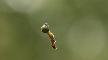 Insect hang in the Spider Web