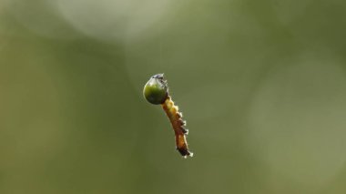 Insect hang in the Spider Web