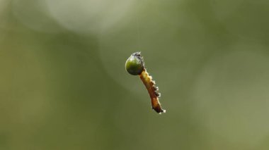 Insect hang in the Spider Web