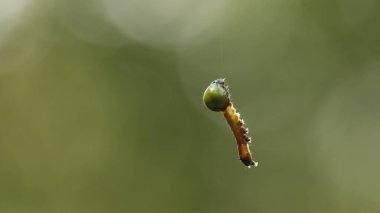 Insect hang in the Spider Web