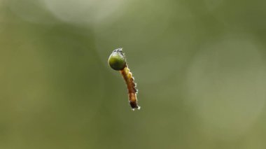 Insect hang in the Spider Web