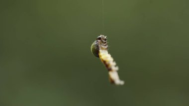 Insect hang in the Spider Web