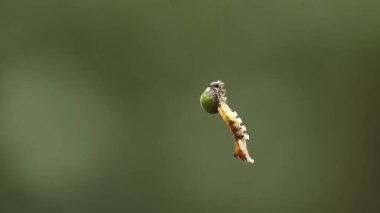 Insect hang in the Spider Web