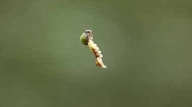 Insect hang in the Spider Web
