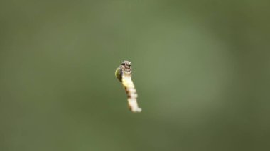 Insect hang in the Spider Web