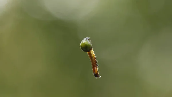 แมลงแขวนอย ในเว บแมงม — ภาพถ่ายสต็อก