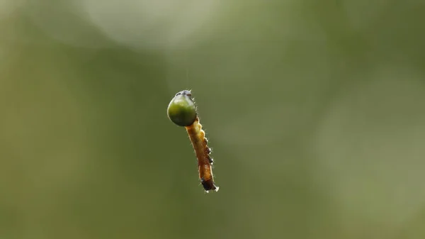 Εντόμων Κρέμονται Στο Web Spider — Φωτογραφία Αρχείου