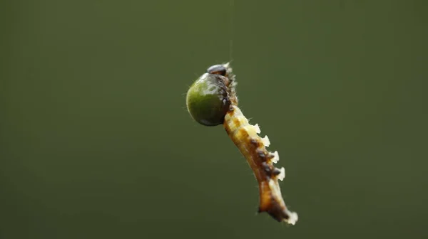 Insect Hang Spider Web — Fotografia de Stock