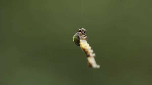 Insect Hang Spider Web — Stock fotografie