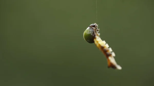 Εντόμων Κρέμονται Στο Web Spider — Φωτογραφία Αρχείου