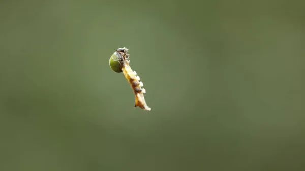 Insect Hang Spider Web — Stock Photo, Image