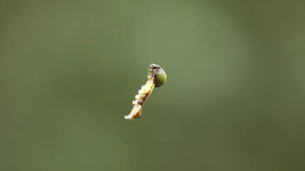 Insect Hang Spider Web — 스톡 사진