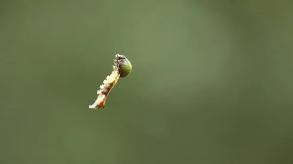 Insect Hang Spider Web — Fotografia de Stock