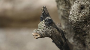 Doğada Kuru Ağaç Gövdesi Dokusu