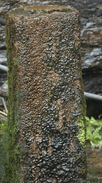 Musgo Verde Piedra —  Fotos de Stock