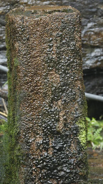 Groen Mos Steen — Stockfoto