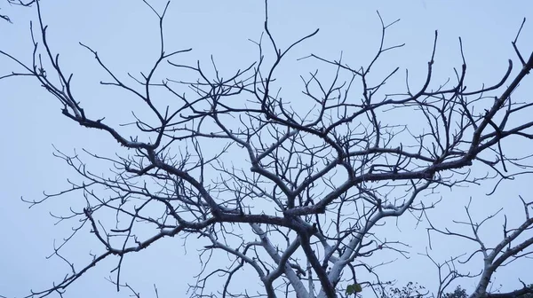 Textura Tronco Árbol Seco Naturaleza —  Fotos de Stock