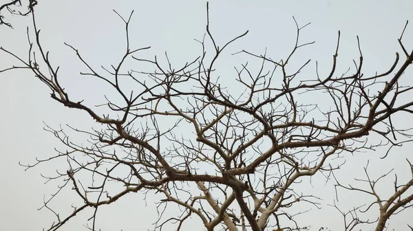 Текстура Ствола Сухого Дерева Природе — стоковое фото