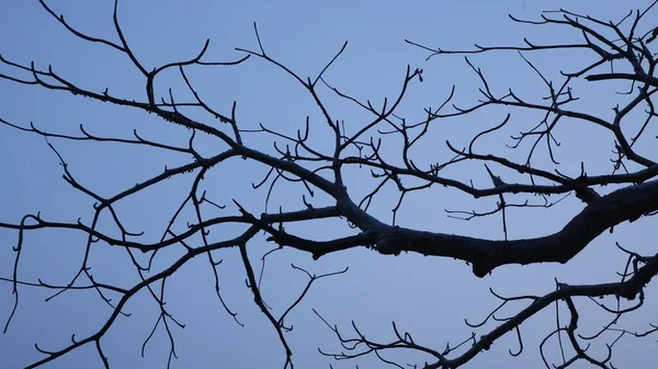 Текстура Ствола Сухого Дерева Природе — стоковое фото