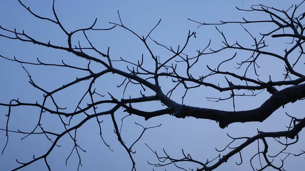 Struttura Del Tronco Albero Asciutto Natura — Foto Stock