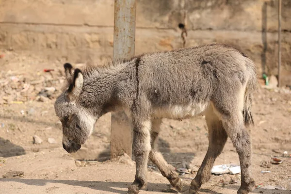 Donkey Road India — Photo