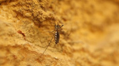 Taşın üzerindeki sivrisineğin makro çekimi.