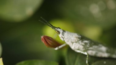 Çekirge Makro çekim