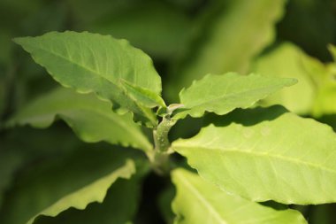 Hint İlaçlı Bitki Yaprak makro shot 'ı