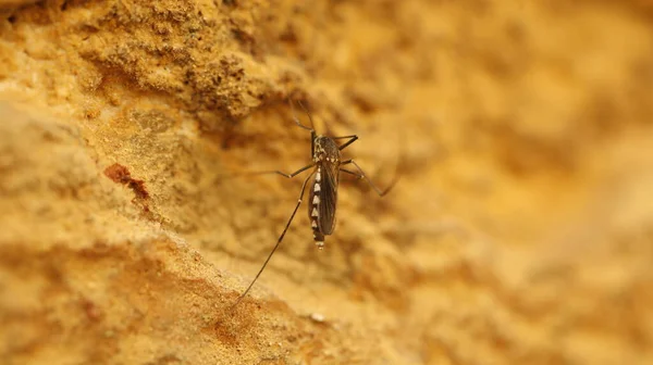 Taşın Üzerindeki Sivrisineğin Makro Çekimi — Stok fotoğraf