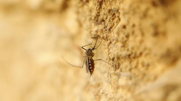 石の上の蚊のマクロショット — ストック写真