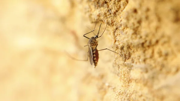 Macro Tiro Mosquito Pedra — Fotografia de Stock