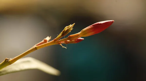 Indian Medicated Plant Leaf Macro Shot — Stock Photo, Image