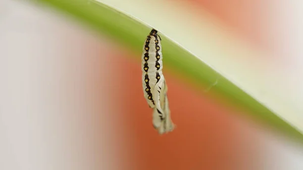 Insect Het Blad — Stockfoto