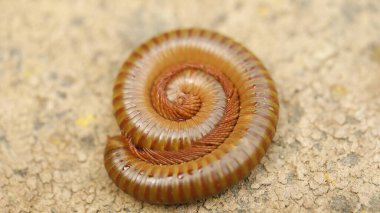 Orange Giant Millipede On stone