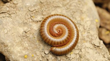 Orange Giant Millipede On stone