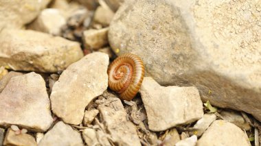 Orange Giant Millipede On stone