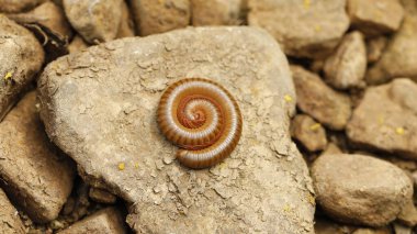 Orange Giant Millipede On stone