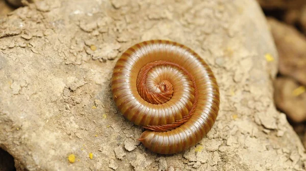 Πορτοκαλί Giant Millipede Πέτρα — Φωτογραφία Αρχείου