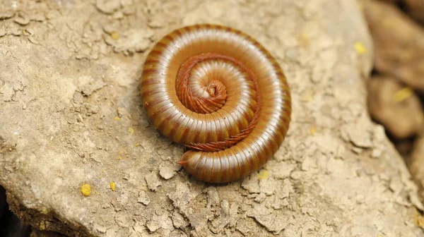 Πορτοκαλί Giant Millipede Πέτρα — Φωτογραφία Αρχείου