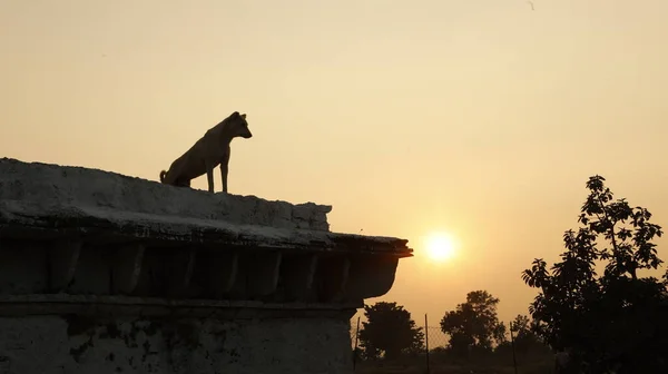 Silhueta Cão Pôr Sol — Fotografia de Stock